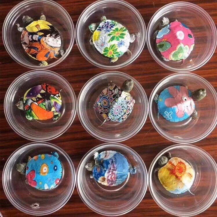 Khác với rùa cảnh thông thường, những chú rùa này được trang trí mai đẹp mắt, màu sắc rực rỡ. Ảnh: FB Trần Thuỳ Linh.