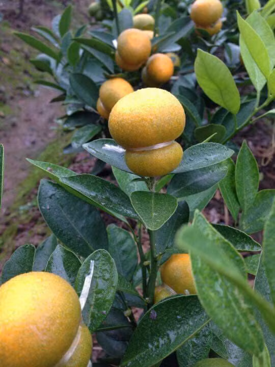 Nếu không có chậu, quất hồ lô được rao bán với giá 100.000 - 140.000 đồng/cây. Ảnh: DÂn CkƠi Lan.