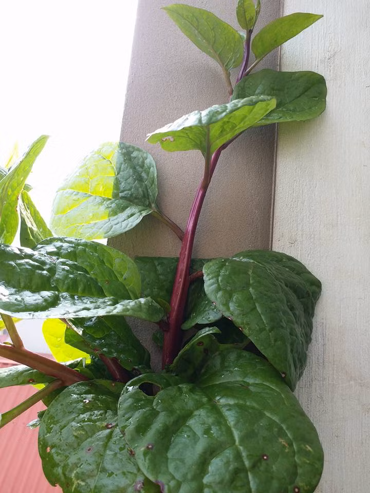 Giống mồng tơi tím này thích hợp với nhiều khí hậu, thời tiết khác nhau. Ảnh: FB Hoàng Hương.