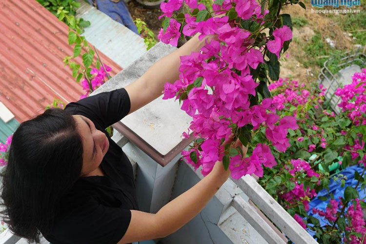 Hoa giấy không có mùi hương, không rực rỡ, không kiêu sa như nhiều loài hoa khác. Nhưng vẻ đẹp mong manh của hoa giấy khiến con người có cảm giác bình yên, nhẹ nhõm đến lạ.