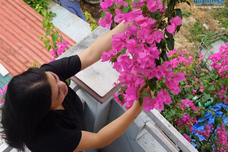 Hoa giấy không có mùi hương, không rực rỡ, không kiêu sa như nhiều loài hoa khác. Nhưng vẻ đẹp mong manh của hoa giấy khiến con người có cảm giác bình yên, nhẹ nhõm đến lạ.