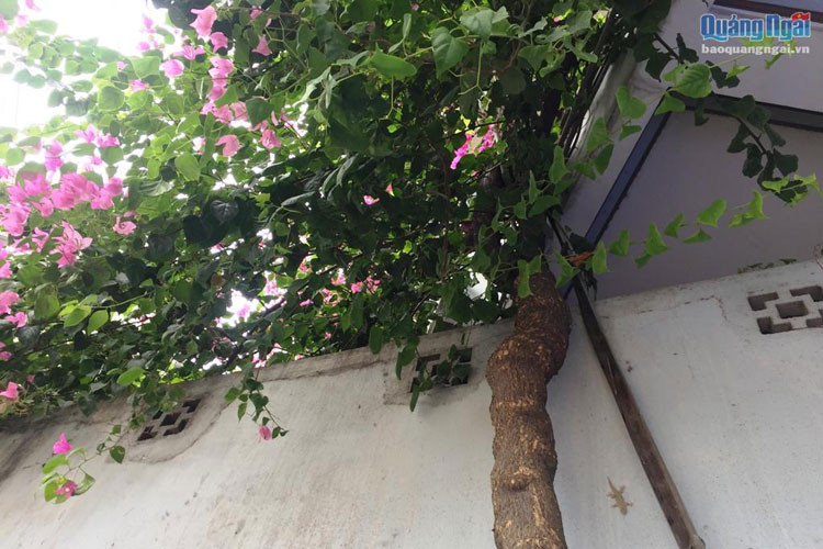Đã 4 năm qua, 3 gốc hoa giấy lớn nhanh, cành lá sum suê, trổ hoa phủ kín ngôi nhà.
