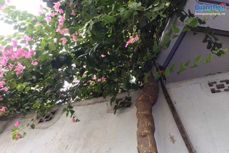 Đã 4 năm qua, 3 gốc hoa giấy lớn nhanh, cành lá sum suê, trổ hoa phủ kín ngôi nhà.