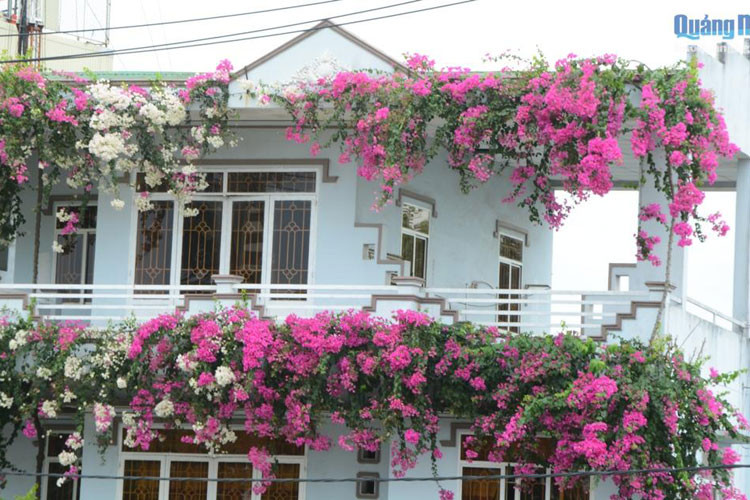 Hai mặt tiền của ngôi nhà 3 tầng ở số 79 đường Bà Triệu, TP. Quảng Ngãi (Quảng Ngãi) những bông hoa giấy mỏng manh đang đua nhau khoe sắc. Ai một lần đi qua đây cũng phải ngẩn ngơ mê mẩn. Năm 2014, mê mẩn trước vẻ đẹp của giống hoa giấy từ quốc đảo sư tử Singapore trong chuyến du lịch tại đây, anh Nguyễn Thành Phú, chủ nhân của ngôi nhà này đã mua giống hoa mang về trồng trước hiên nhà.