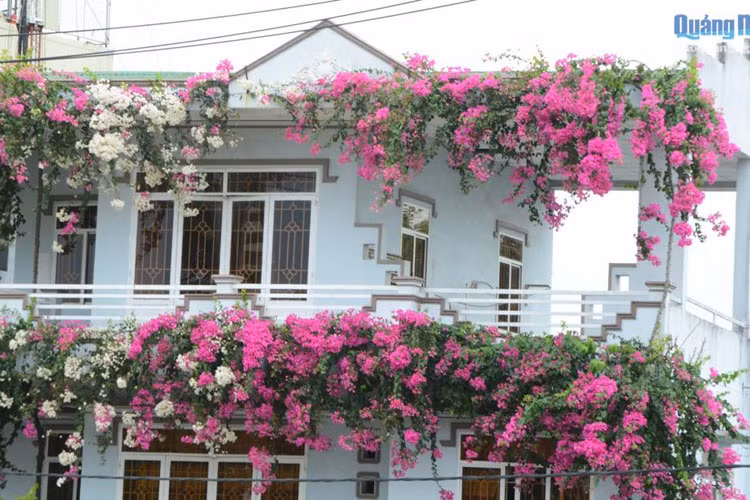 Hai mặt tiền của ngôi nhà 3 tầng ở số 79 đường Bà Triệu, TP. Quảng Ngãi (Quảng Ngãi) những bông hoa giấy mỏng manh đang đua nhau khoe sắc. Ai một lần đi qua đây cũng phải ngẩn ngơ mê mẩn. Năm 2014, mê mẩn trước vẻ đẹp của giống hoa giấy từ quốc đảo sư tử Singapore trong chuyến du lịch tại đây, anh Nguyễn Thành Phú, chủ nhân của ngôi nhà này đã mua giống hoa mang về trồng trước hiên nhà.