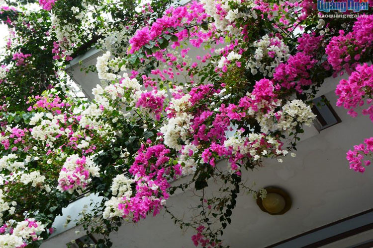 Mỗi khi mùa hè đến, ngôi nhà anh Phú như một bức tranh ngọt ngào, lãng mạn, tinh khôi bởi những bông hoa giấy rực rỡ.