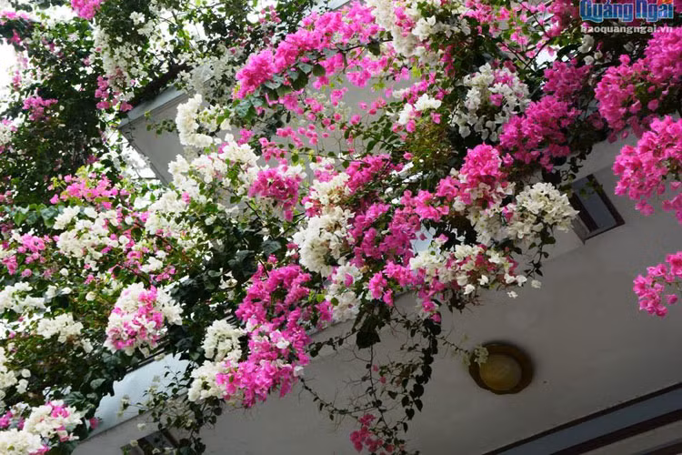 Mỗi khi mùa hè đến, ngôi nhà anh Phú như một bức tranh ngọt ngào, lãng mạn, tinh khôi bởi những bông hoa giấy rực rỡ.