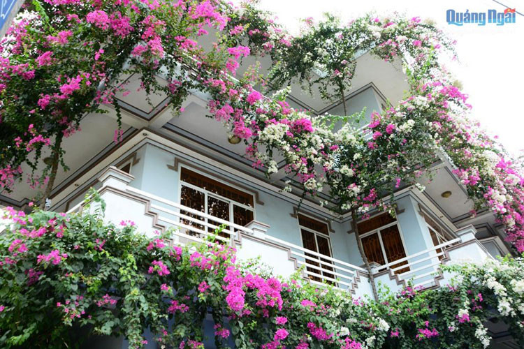 Bận rộn với công việc kinh doanh, nhưng anh Phú vẫn dành thời thời gian để cắt tỉa thường xuyên và cố định cành hoa giấy mới lên khung sắt dọc theo tường, ban công ngôi nhà hai mặt tiền của mình.