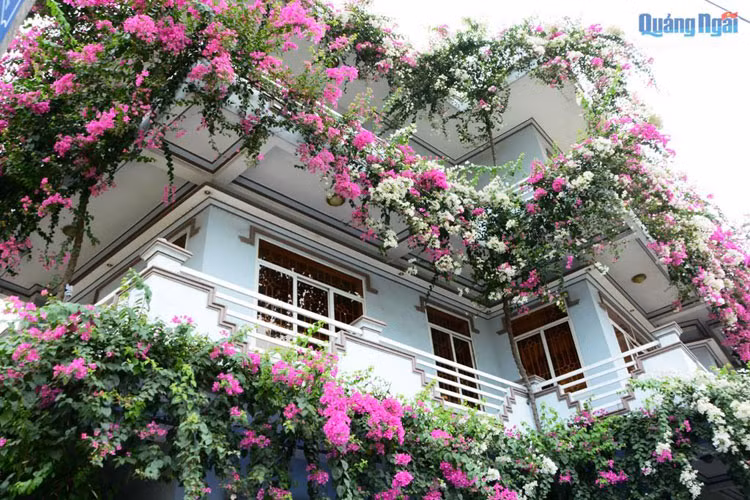 Bận rộn với công việc kinh doanh, nhưng anh Phú vẫn dành thời thời gian để cắt tỉa thường xuyên và cố định cành hoa giấy mới lên khung sắt dọc theo tường, ban công ngôi nhà hai mặt tiền của mình.