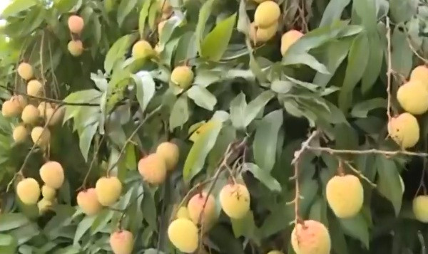 Vườn vải quả nào cũng chi chít quả. Ảnh: VTV1.