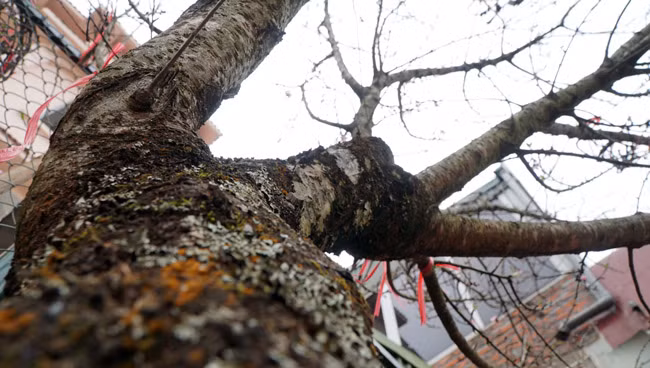 Những cành đào rừng lâu năm có gốc phủ rêu, xù xì mang lại vẻ đẹp mộc mạc nhưng pha trong đó sự e ấp, hoang dại của núi rừng Tây Bắc.