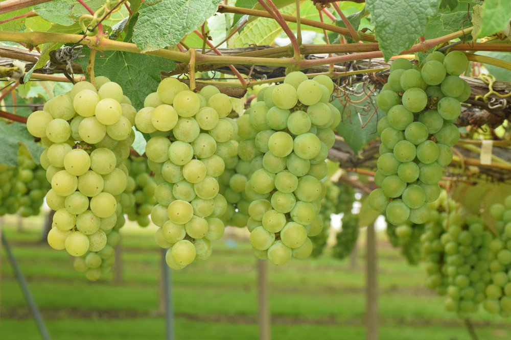 Nagano nổi tiếng với nhiều loại nho như nho mẫu đơn, nho Kyoho và nho tím. Đặc biệt, nho không hạt ở Nagano có giá siêu đắt tới 3 triệu đồng/chùm. Ảnh: Japna Info.