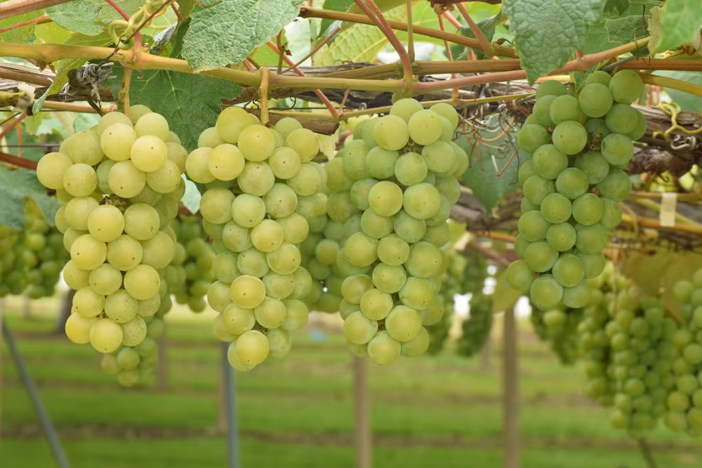 Nagano nổi tiếng với nhiều loại nho như nho mẫu đơn, nho Kyoho và nho tím. Đặc biệt, nho không hạt ở Nagano có giá siêu đắt tới 3 triệu đồng/chùm. Ảnh: Japna Info.