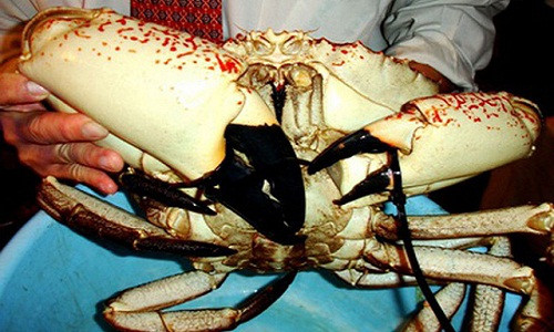 Cua Australia nhập khẩu Tasmania là một trong những hải sản đắt đỏ được giới nhà giàu Việt săn lùng dịp Tết Nguyên đán. Ảnh: Vietnamnet.