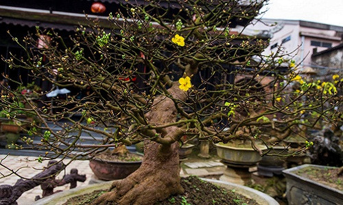 Năm 2002, ông Nguyễn Hữu Hùng sau khi xây dựng Tịnh Lâm Nhi đã kỳ công sưu tầm những cây mai đẹp từ các địa phương và nhiều nơi khác về rồi tự tay chăm sóc uốn nắn. Trong ảnh, cây mai với thế bạt phong được ông cho biết đã có người trả tiền tỷ ông chưa bán.