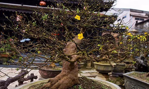 Năm 2002, ông Nguyễn Hữu Hùng sau khi xây dựng Tịnh Lâm Nhi đã kỳ công sưu tầm những cây mai đẹp từ các địa phương và nhiều nơi khác về rồi tự tay chăm sóc uốn nắn. Trong ảnh, cây mai với thế bạt phong được ông cho biết đã có người trả tiền tỷ ông chưa bán.