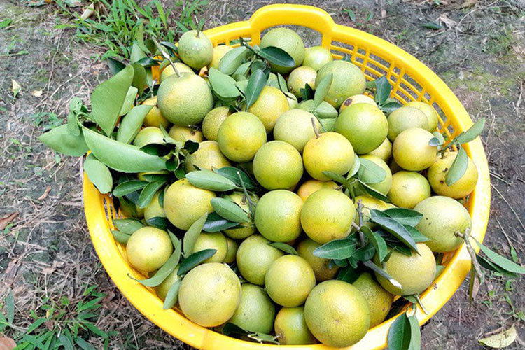 Sau đây là hình ảnh về không khí thu hoạch cam xoàn của các nhà vườn ở thủ phủ cam xoàn: