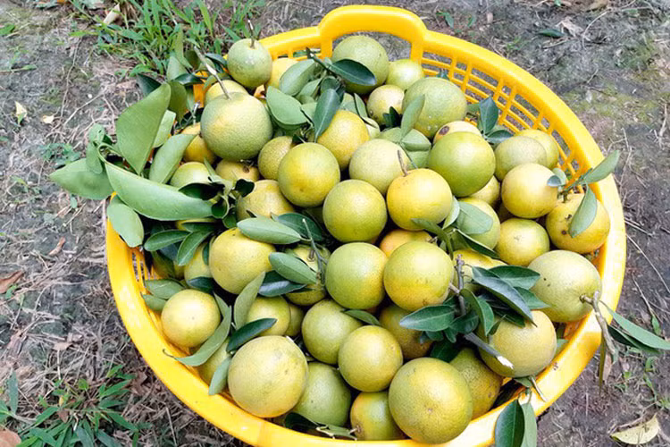 Sau đây là hình ảnh về không khí thu hoạch cam xoàn của các nhà vườn ở thủ phủ cam xoàn: