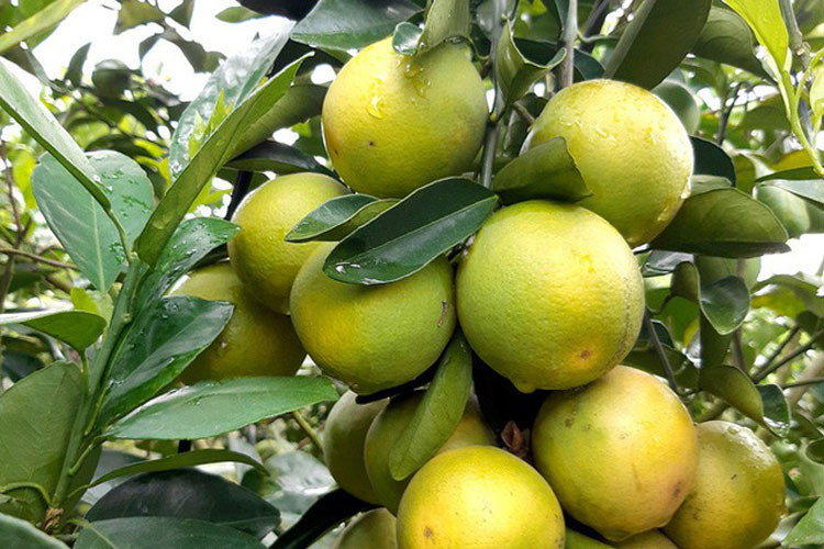 Thu hoạch cam xoàn nghịch mùa