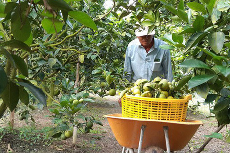 "Mùa nghịch, cây cam cho trái ít, chăm sóc cực hơn nhưng bù lại giá cao hơn. Có khi, giá cao gấp đôi so với mùa thuận nên lợi nhuận sẽ cao hơn", ông Phong phấn khởi nói.