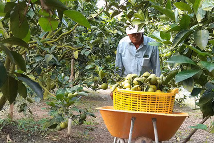 "Mùa nghịch, cây cam cho trái ít, chăm sóc cực hơn nhưng bù lại giá cao hơn. Có khi, giá cao gấp đôi so với mùa thuận nên lợi nhuận sẽ cao hơn", ông Phong phấn khởi nói.