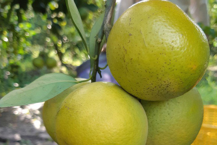 Cam xoàn mùa nghịch rất khó xử lý, đòi hỏi nhà vườn phải có kinh nghiệm, kỹ thuật cao trong việc xử lý cho cây ra hoa và đậu trái