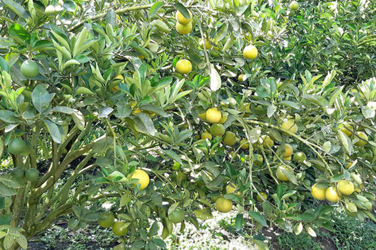 Nhà vườn Nguyễn Thanh Phong (ngụ xã Tân Hòa, huyện Lai Vung), cho biết cam xoàn mùa nghịch rất khó xử lý, đòi hỏi nhà vườn phải có kinh nghiệm, kỹ thuật cao trong việc xử lý cho cây ra hoa và đậu trái.