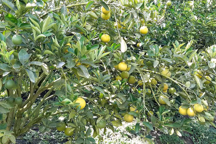 Nhà vườn Nguyễn Thanh Phong (ngụ xã Tân Hòa, huyện Lai Vung), cho biết cam xoàn mùa nghịch rất khó xử lý, đòi hỏi nhà vườn phải có kinh nghiệm, kỹ thuật cao trong việc xử lý cho cây ra hoa và đậu trái.