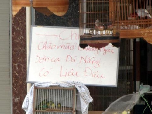 Tại đây, khách được tiếp xúc với nhiều loài chim như cu gáy, họa mi, yến oanh, vàng khuyên, sáo...Ảnh: Vietnamnet.