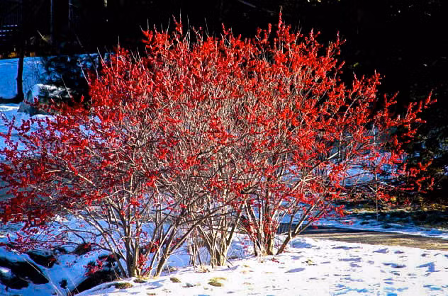 Cây đông đào đỏ không tốn nhiều công chăm sóc nhưng vẫn nở rộ ở nhiều nước. Ảnh: The Tree Center.