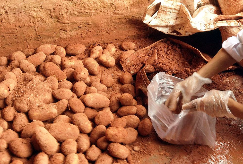 Khi nấu chín, khoai Đà Lạt có vị bùi, ngọt tự nhiên còn khoai Trung Quốc ăn sượng, nhão, không bùi. Ảnh: Tiền phong.