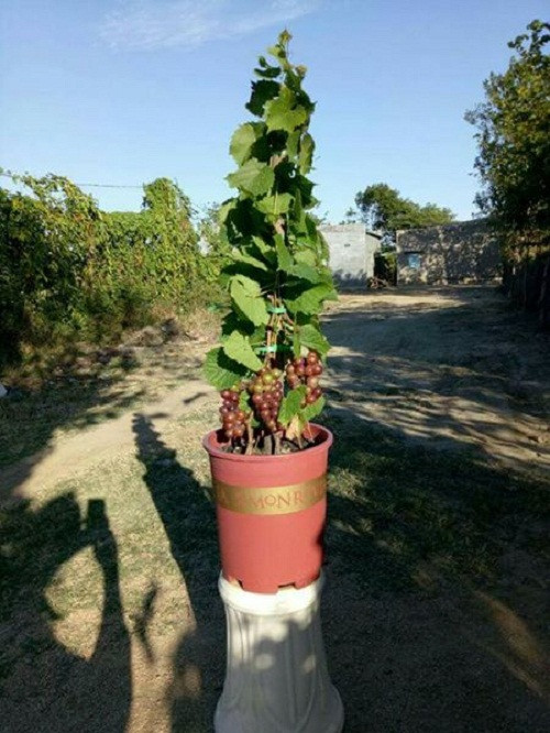 Nho cảnh thường có dáng thấp, khoảng từ 50 – 100cm. Ảnh: FB Hà Hạnh.