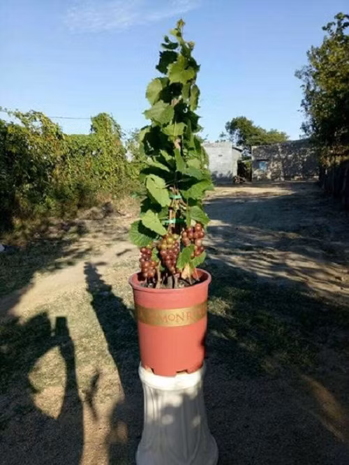 Nho cảnh thường có dáng thấp, khoảng từ 50 – 100cm. Ảnh: FB Hà Hạnh.