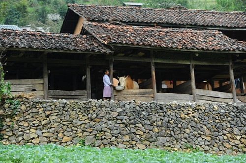 Nhà trình tường của người Mông có những đặc trưng riêng rất dễ nhận ra. Trong đó có hàng rào đá bao quanh nhà. Ảnh: Dantocmiennui.