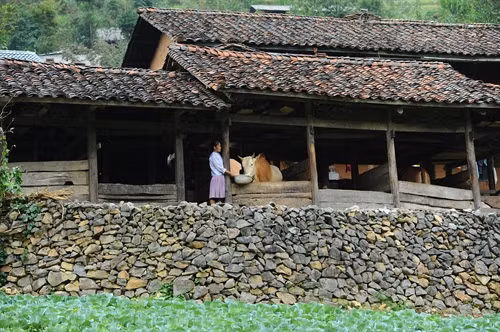 Nhà trình tường của người Mông có những đặc trưng riêng rất dễ nhận ra. Trong đó có hàng rào đá bao quanh nhà. Ảnh: Dantocmiennui.