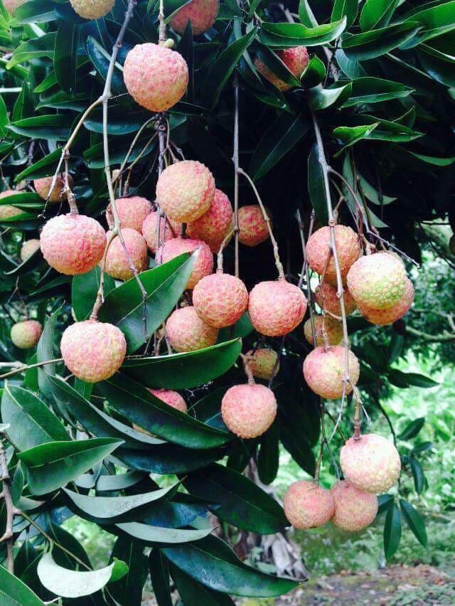 Năm nay, vải Thanh Hà cho quả to, mẫu mã đẹp, bắt mắt. Ảnh: FB Huyen Anh.