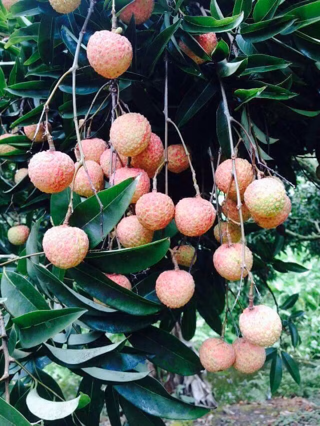 Năm nay, vải Thanh Hà cho quả to, mẫu mã đẹp, bắt mắt. Ảnh: FB Huyen Anh.