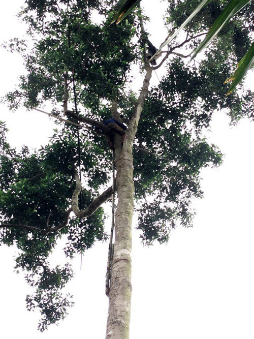 Tương tự, nghề hái dổi ở Tuyên Quang cũng buộc người dân phải đánh cược tính mạng trên những ngọn cây cao lưng chừng trời. Ảnh: Dân Việt.