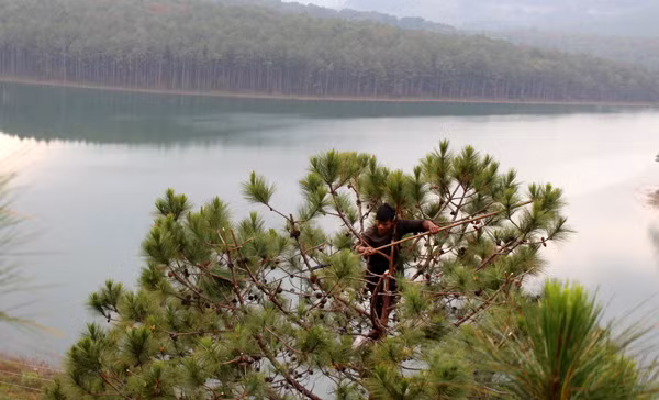 Được coi là một nghề mưu sinh đặc biệt ở Lâm Đồng, hái trái thông rừng chỉ dành cho những ai có sức khỏe, gan dạ để leo trèo. Ảnh: Baolamdong.