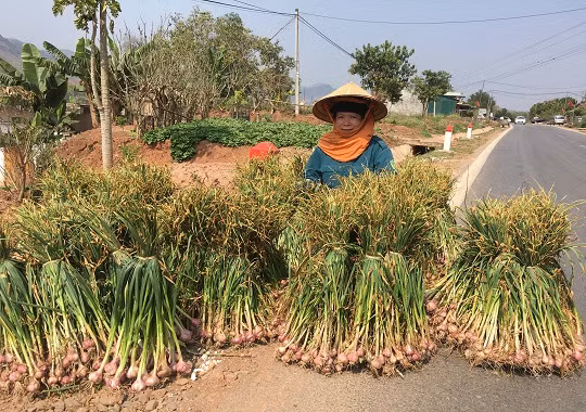 Thông thường, tỏi tía được trồng trên ruộng sau khi gặt xong lúa vụ mùa. Ảnh: Dân Việt.