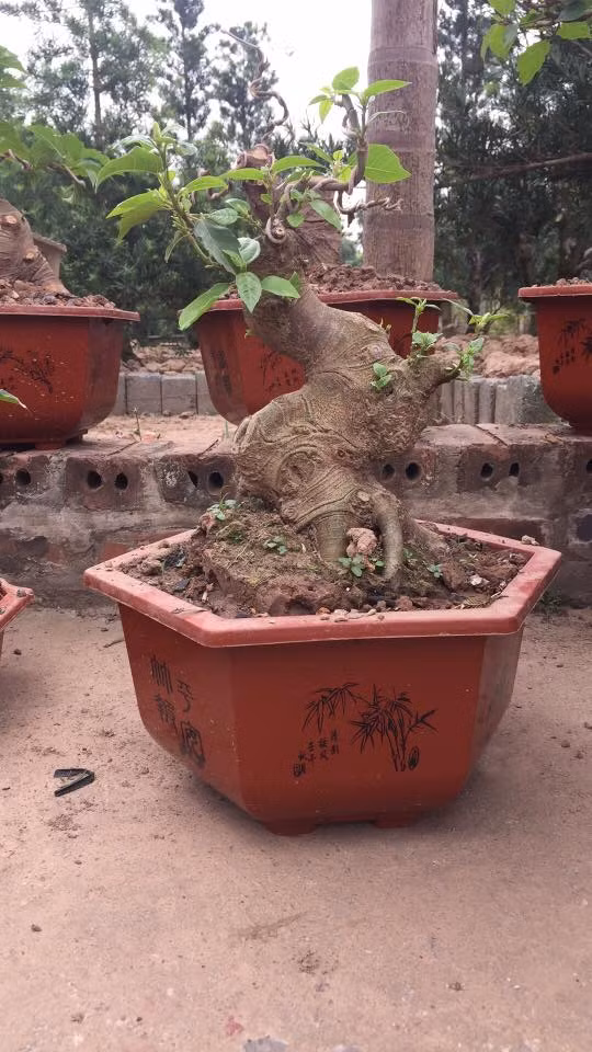 Không đòi hỏi chăm sóc đặc biệt, song để có một chậu bonsai sung mini đẹp, người trồng phải mất nhiều thời gian để cắt, tỉa. Ảnh: FB ‎Tống Giang