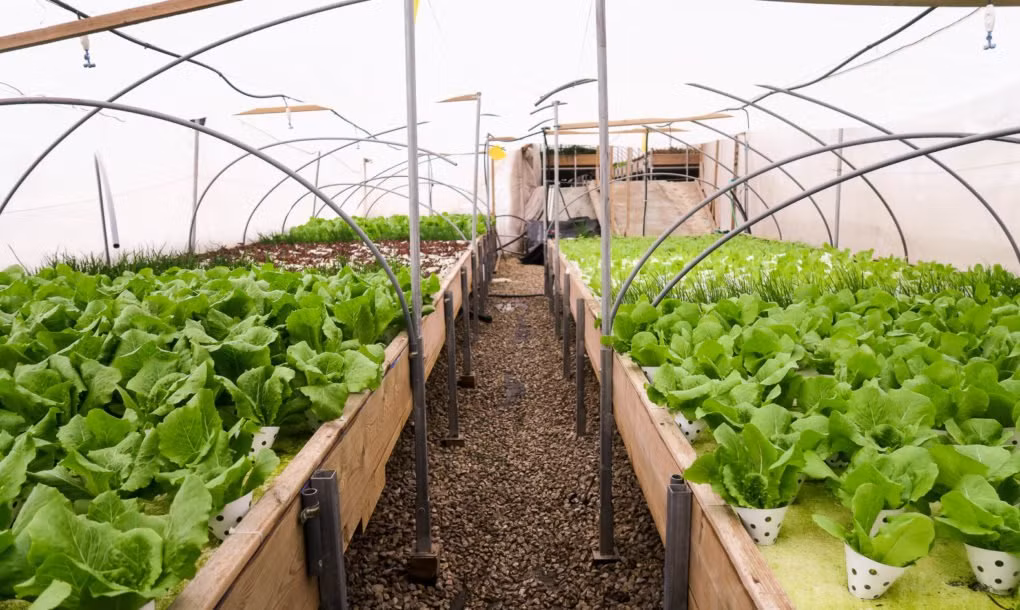 Vườn rau sử dụng nước mưa để tưới cây. Ảnh: Inhabitat.