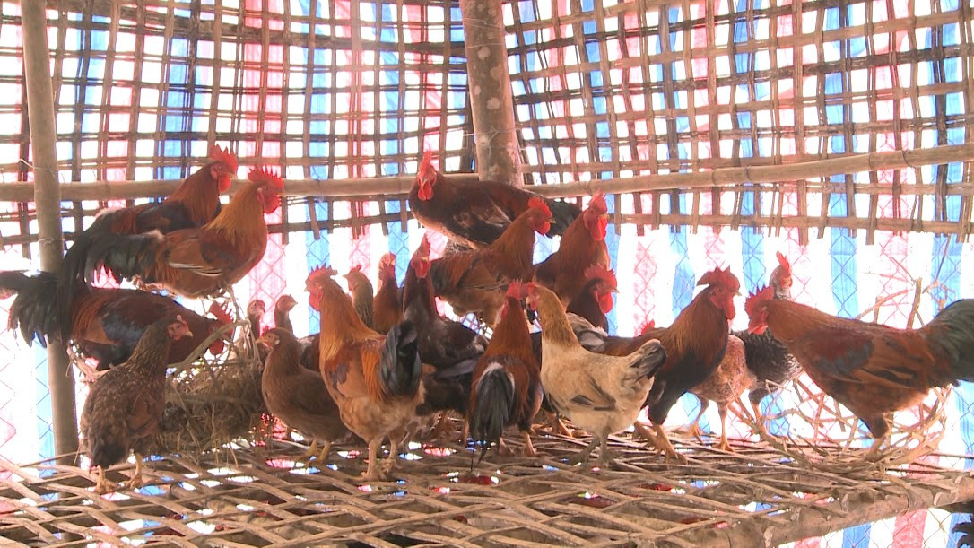 Ngoài 300 con gà thuần chủng trưởng thành, trại gà của Tùng còn có vô số gà con. Ảnh: Hanoitv.