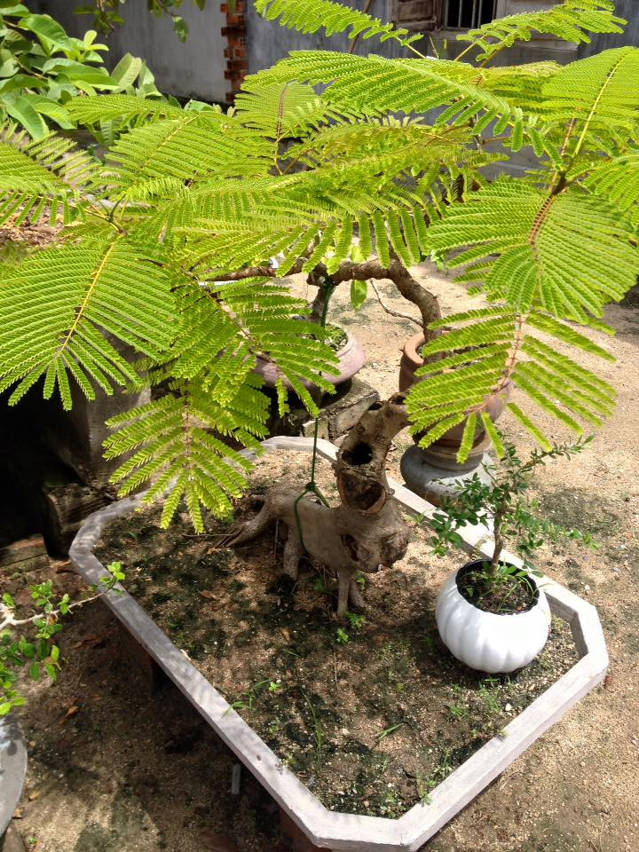 Trên thân cây còn có nhiều lỗ tạo vẻ cổ kính. Ảnh: FB Ly Hiệp.