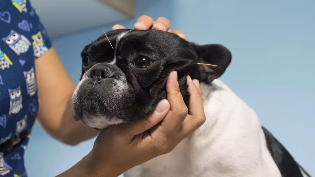  Nhà châm cứu cho thú cưng - Thu nhập ước tính hàng năm: 88.770 USD Thuật châm cứu không chỉ dành cho con người, nhiều chuyên gia thú y cũng được cấp chứng chỉ để châm cứu cho thú cưng. Họ phải hoàn thành chương trình học về thú y trước khi thi lấy chứng chỉ này. Theo Bộ lao động Mỹ, công việc này mang lại thu nhập trung bình năm khoảng 88.770 USD.