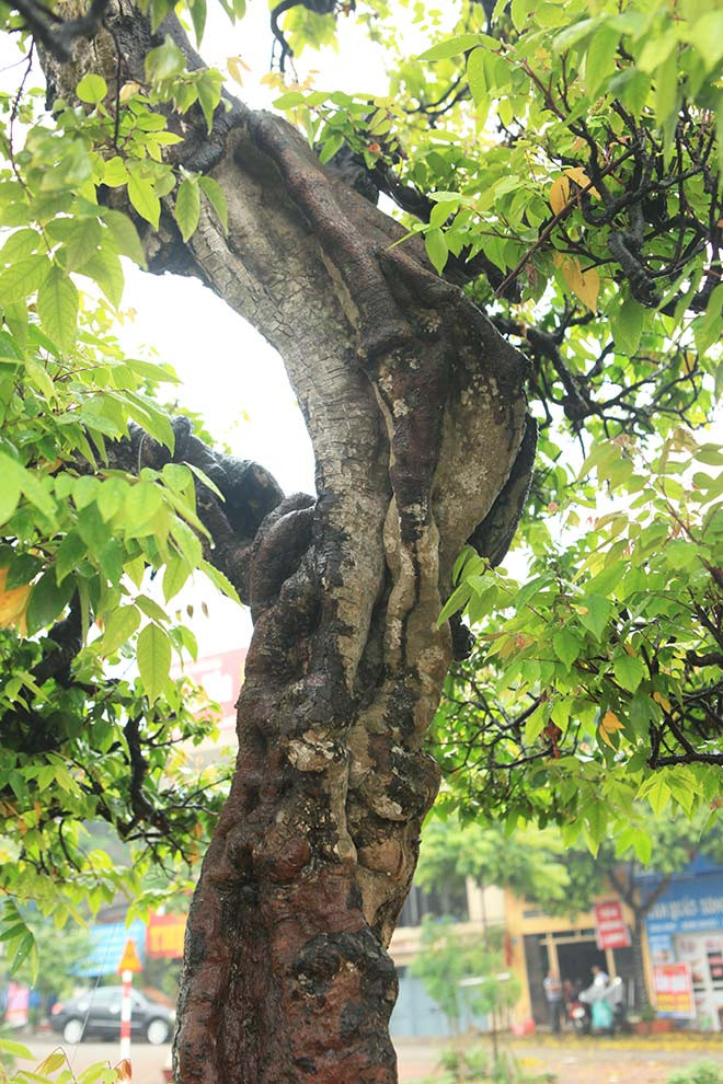 Tất cả các đường chuyển, đường lượn của cây đều do con người uốn, cắt giật. Thân cây nổi những đường gân, xù xì rất độc đáo.