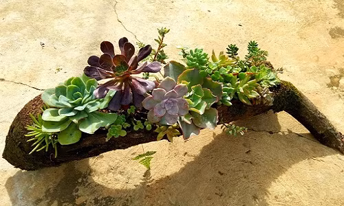 Để cây không bị thối, cần đảm bảo việc thoát nước tốt.