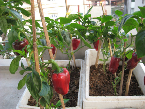 Ớt là loại cây dễ trồng, dễ chăm sóc. Đặc biệt, ớt có thể trồng quanh năm ở những nơi có điều kiện nhiệt độ thích hợp. Ảnh: Kids And Family TV.
