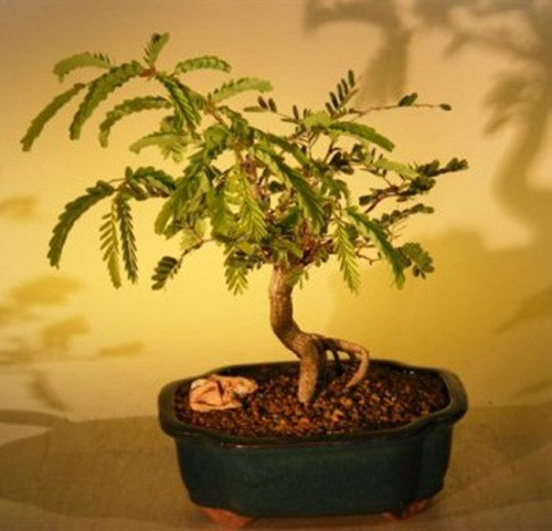 Ưu điểm của cây me bonsai là dễ trồng, sống khỏe. Ảnh: Bonsai Boy.