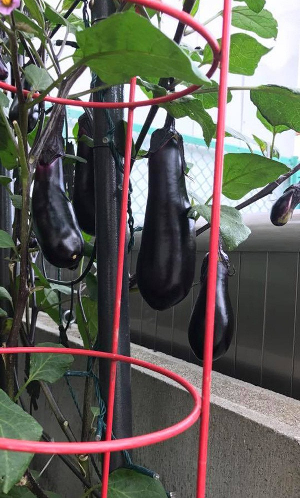 Mong muốn cung cấp rau quả sạch cho gia đình chị còn trồng thêm cà tím, dưa hấu, đu đủ...Ảnh: Em đẹp.